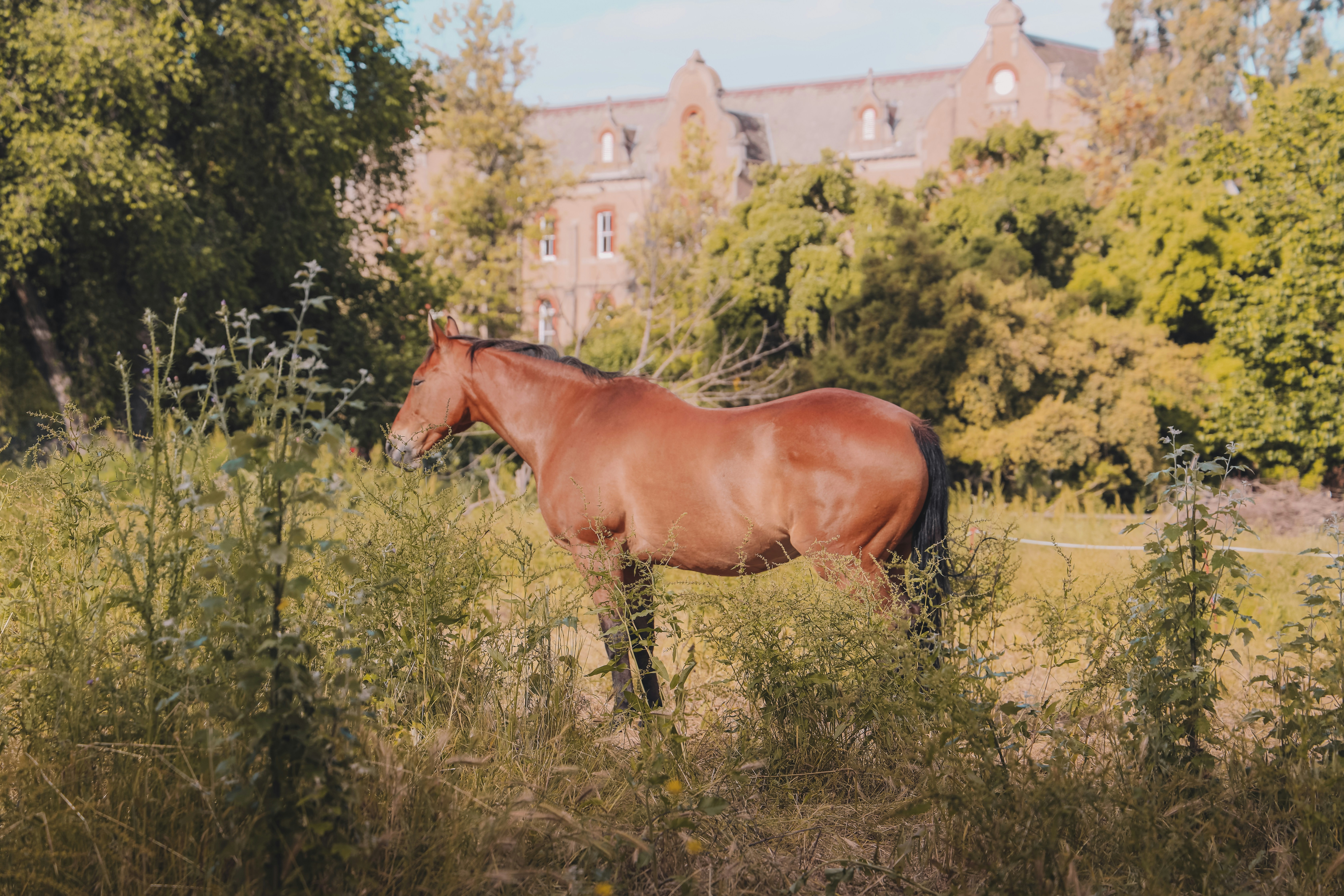 brown horse on green grass field during daytime