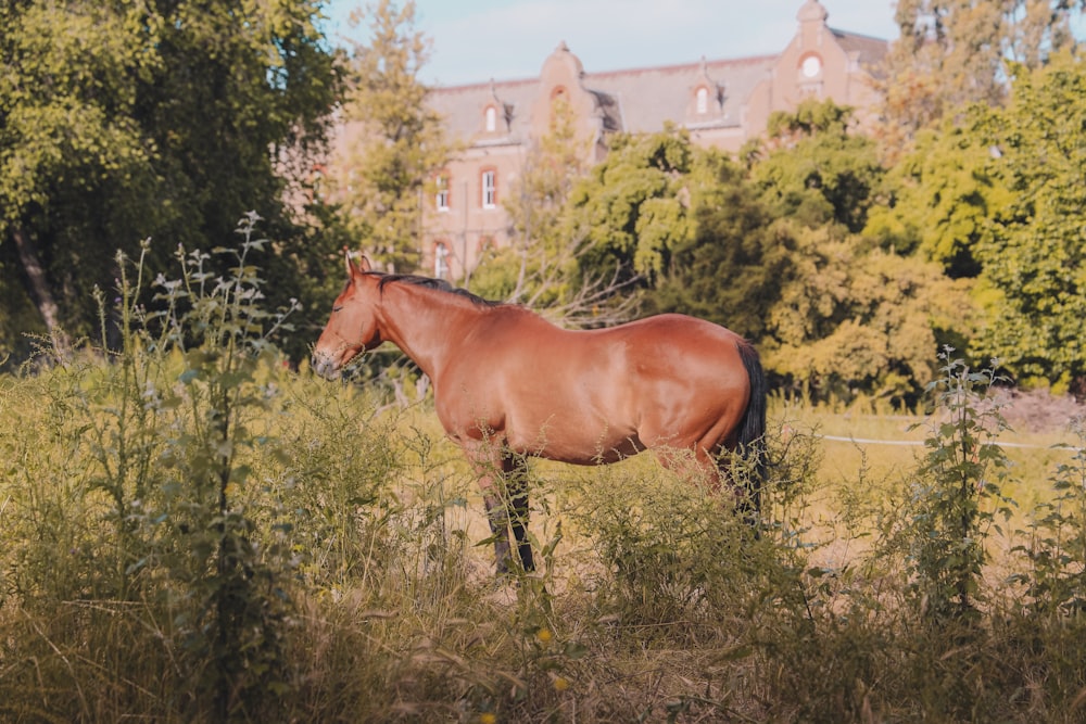 brown horse on green grass field during daytime