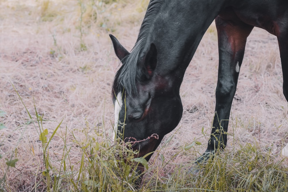 black horse on green grass field during daytime