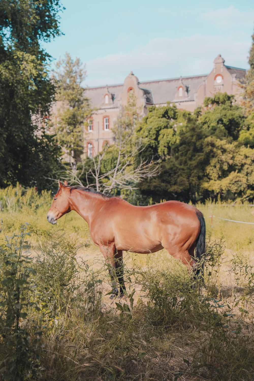 brown horse on green grass field during daytime