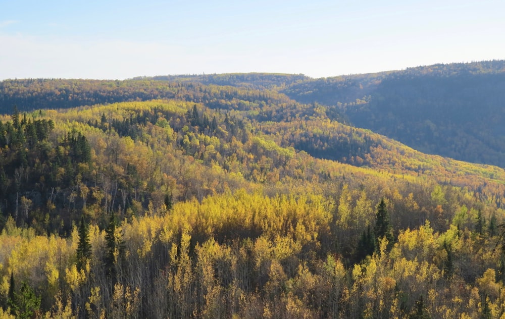 green and brown trees under blue sky during daytime