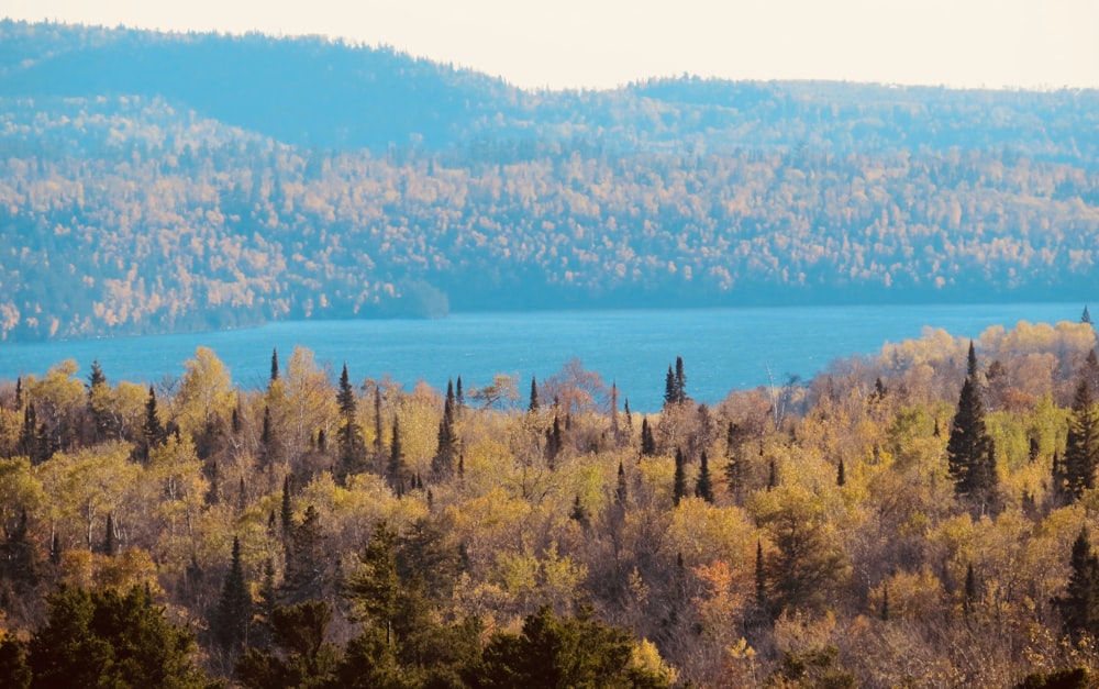 green trees near body of water during daytime