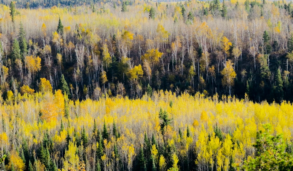 yellow and green trees during daytime