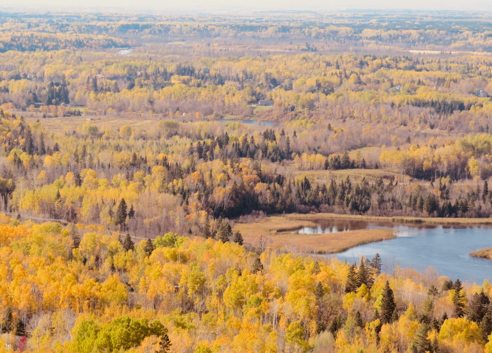 green and brown trees near lake during daytime