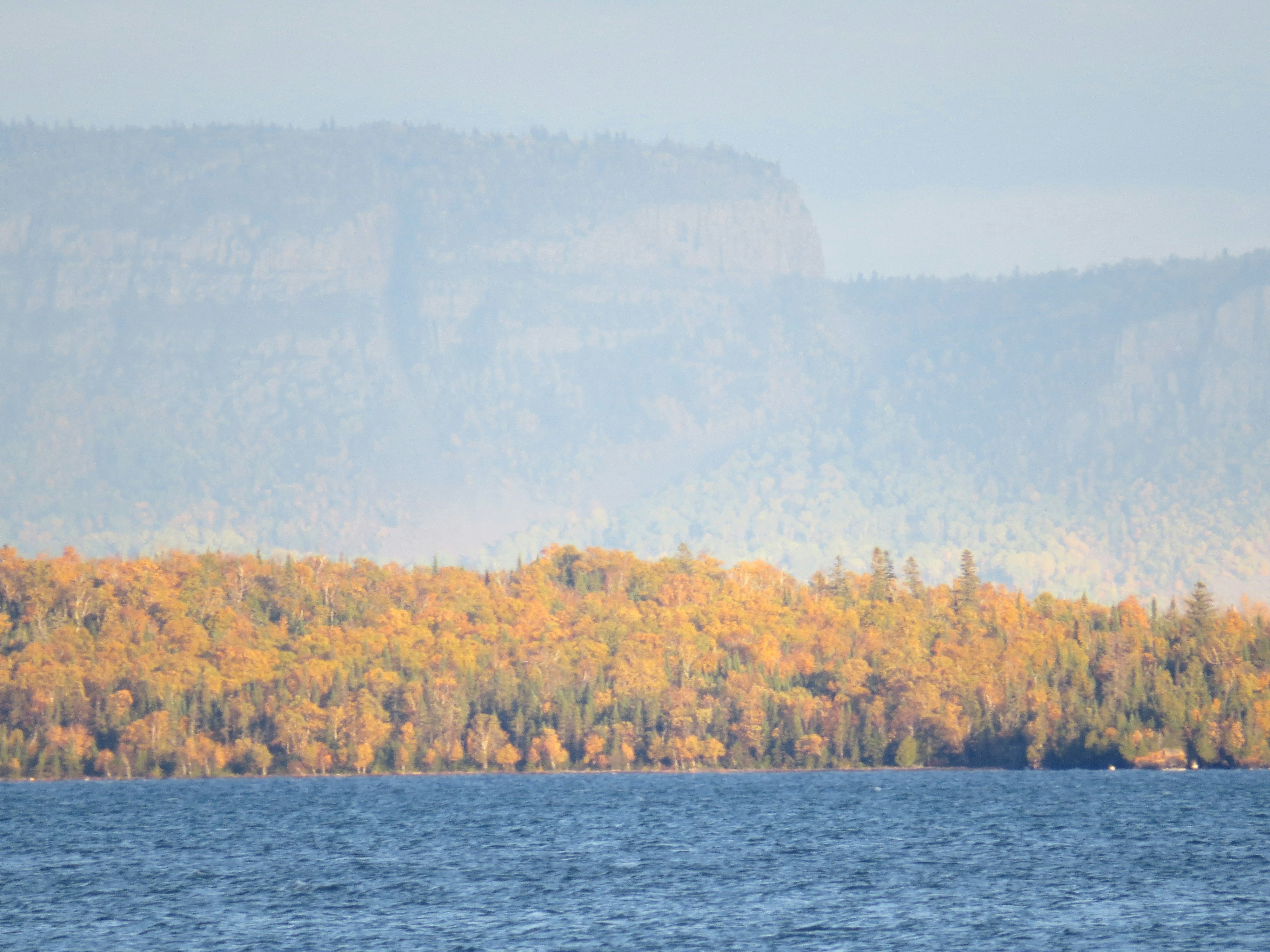 green and brown trees beside body of water during daytime