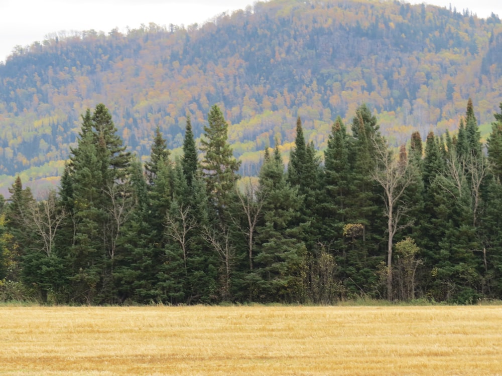 green pine trees on brown field during daytime