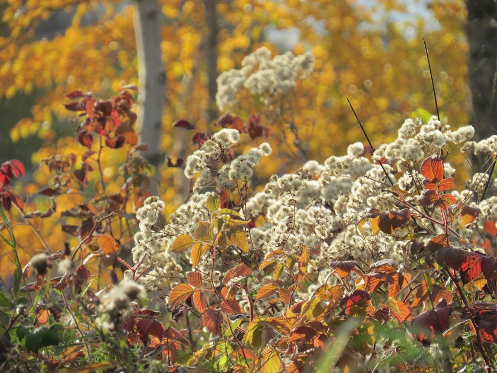 white and brown flowers on green grass field during daytime