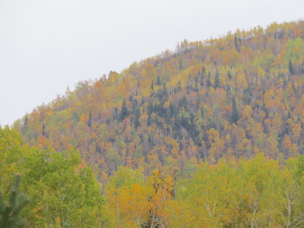 green and brown trees on mountain during daytime