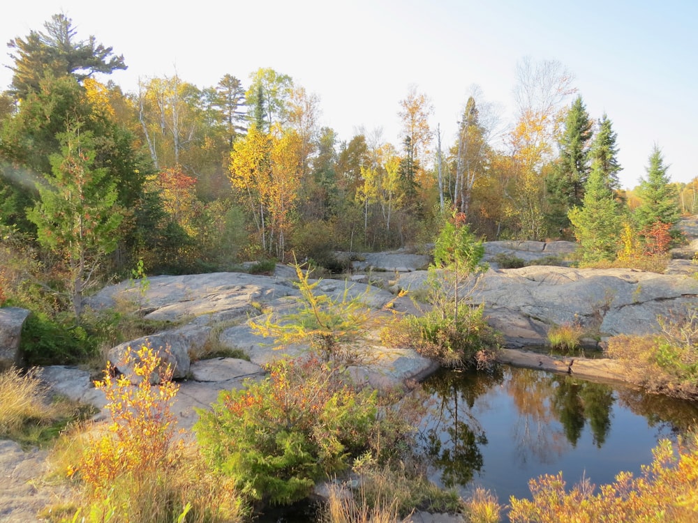 green trees beside river under blue sky during daytime