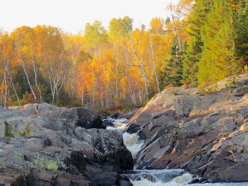 river in between trees during daytime