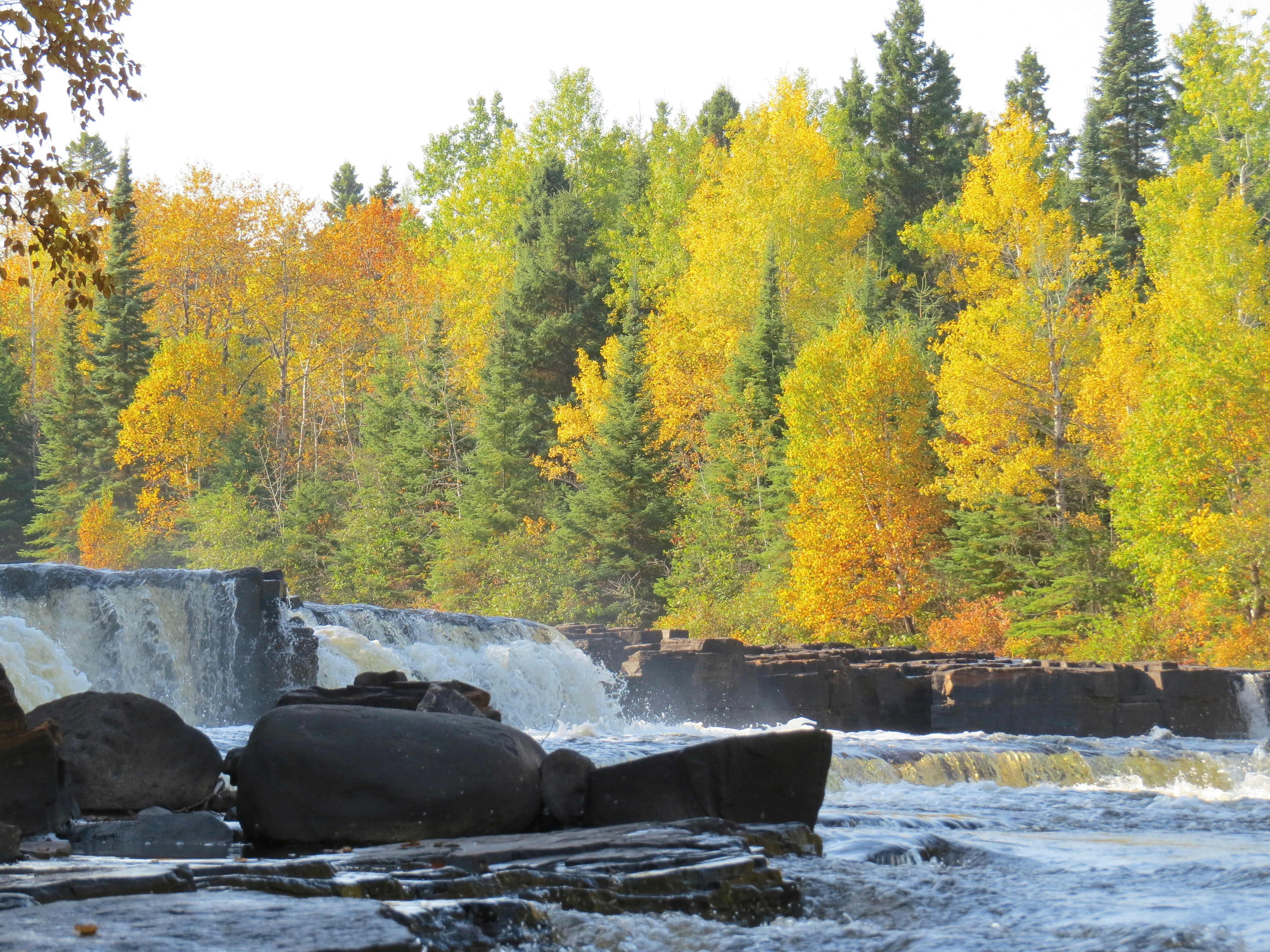 green trees beside river during daytime