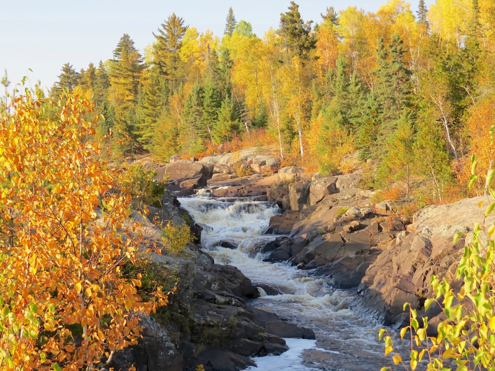 green and yellow trees beside river during daytime