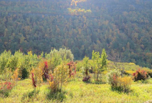 A scenic view of a forested area with newly planted trees as part of a reforestation project