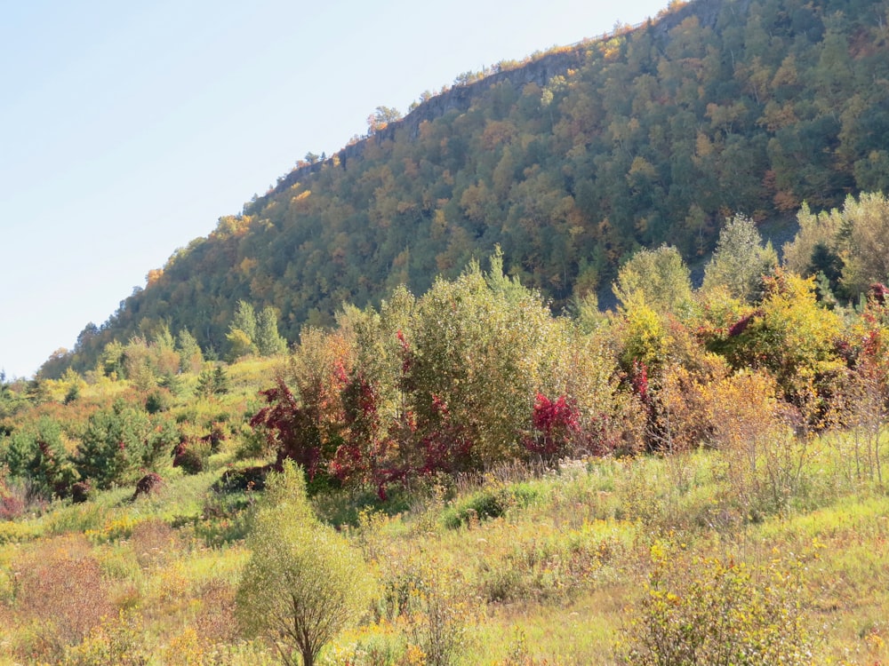 green and red trees on mountain during daytime