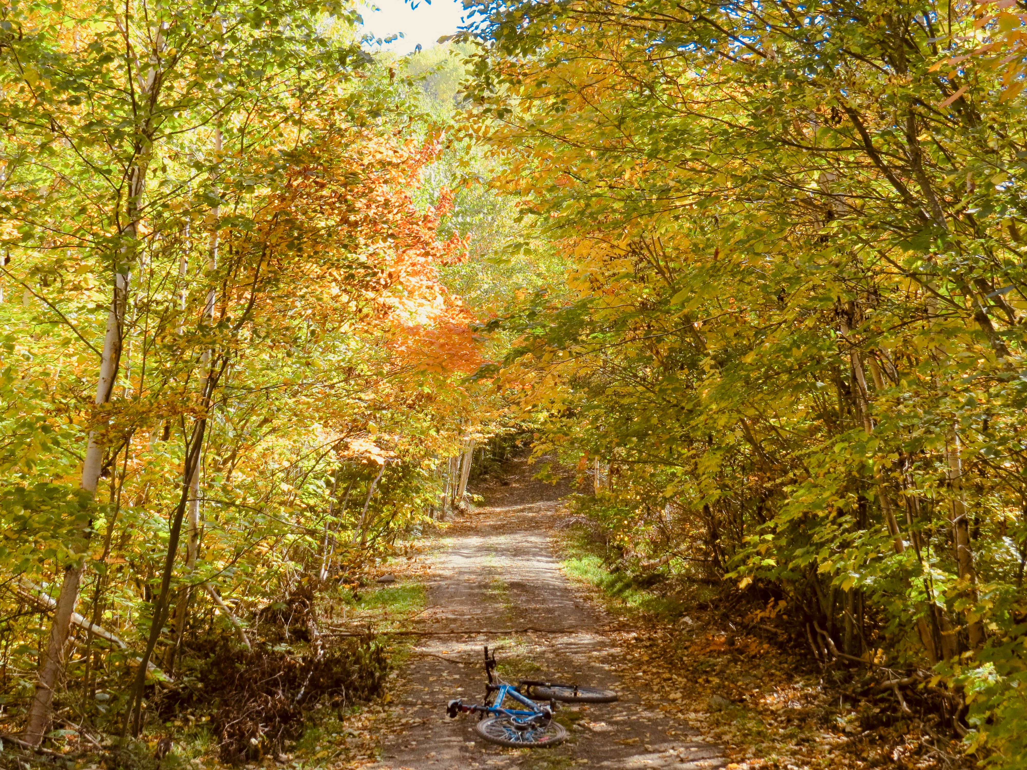 person in blue jacket walking on pathway between green and brown trees during daytime
