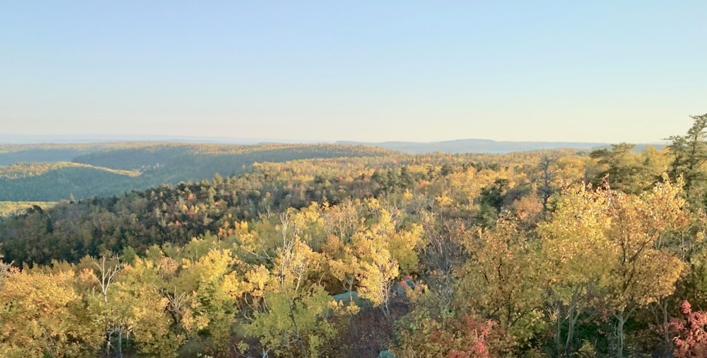 green and brown trees under blue sky during daytime