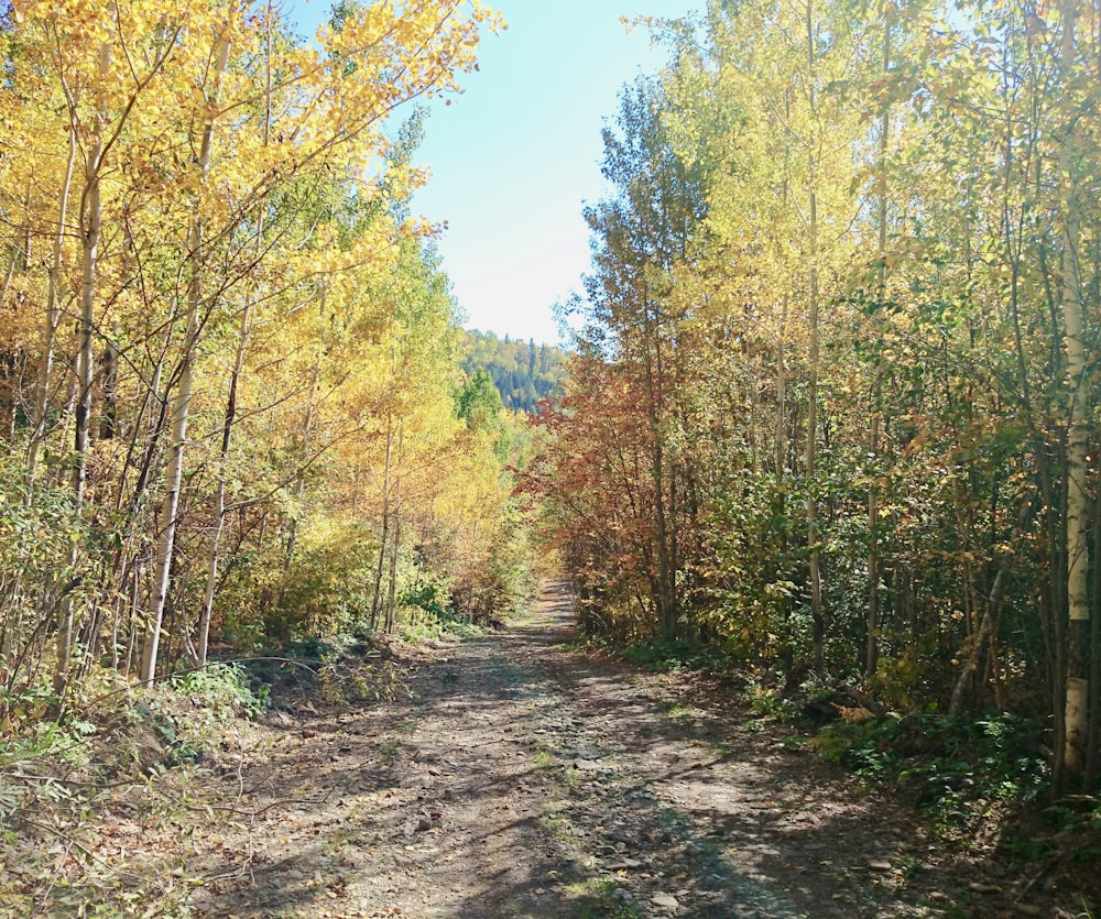 green and brown trees under blue sky during daytime