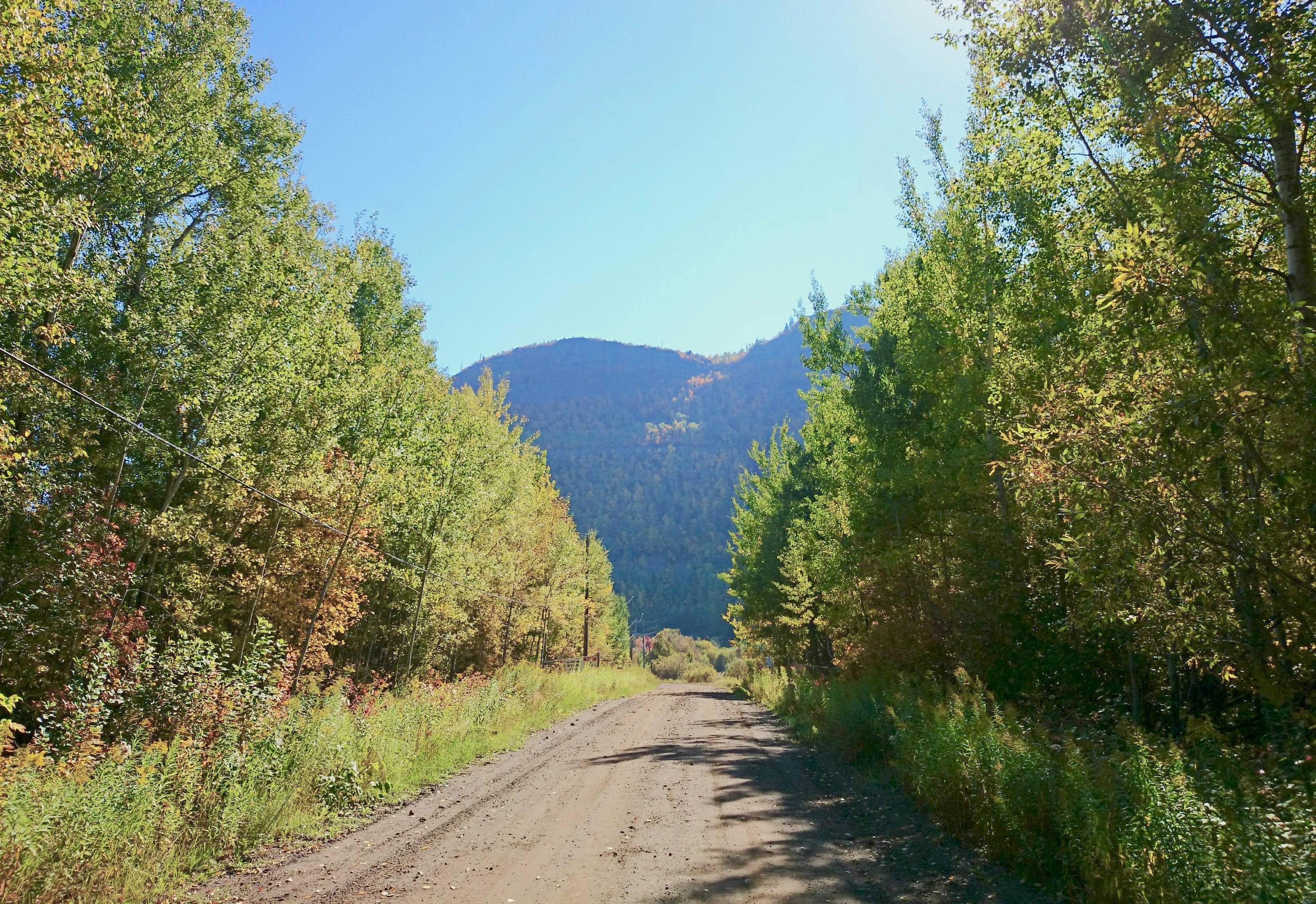 green trees on mountain under blue sky during daytime