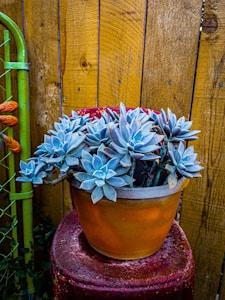 Maceta Mini Suculenta