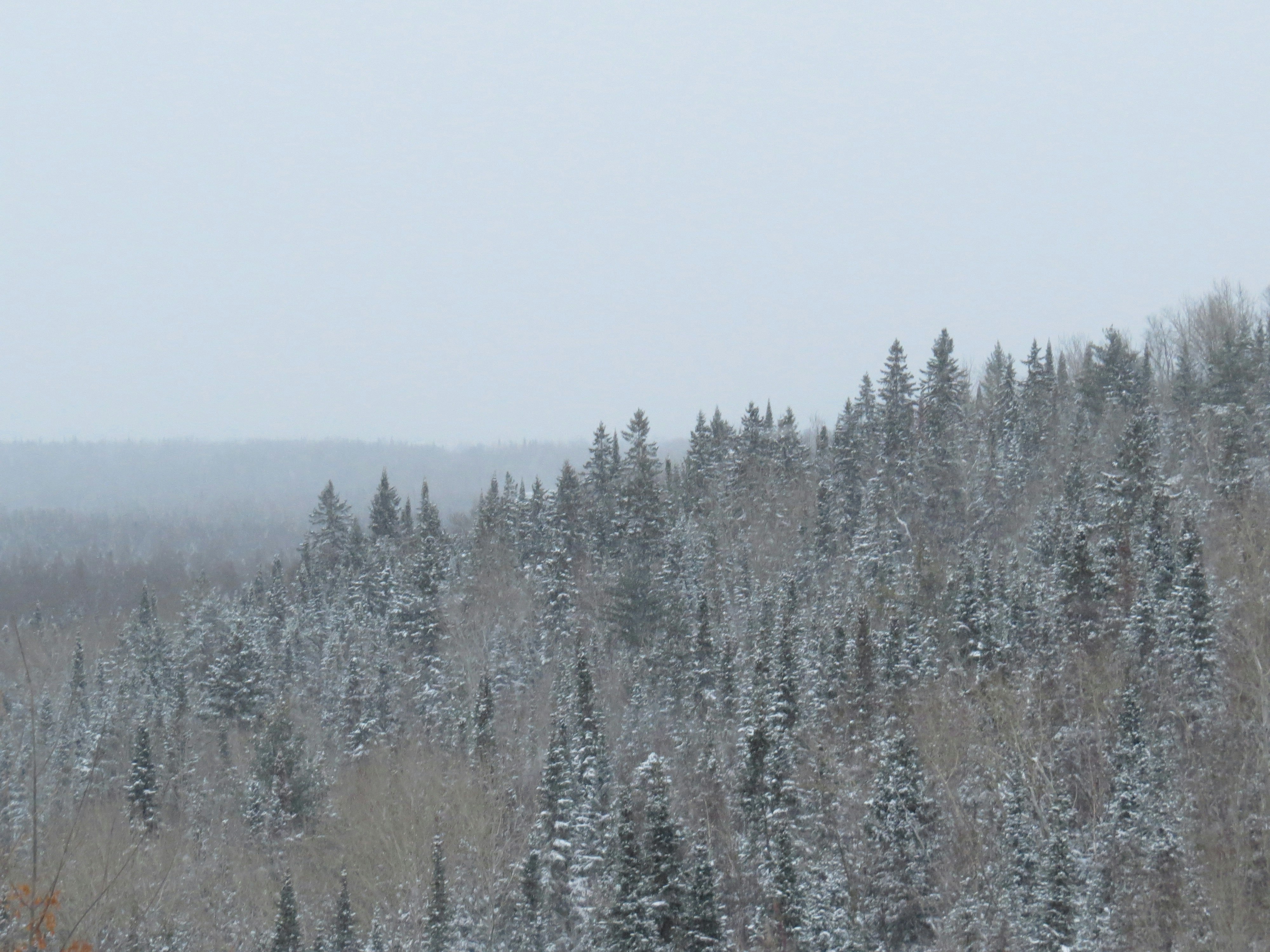 green pine trees covered with snow