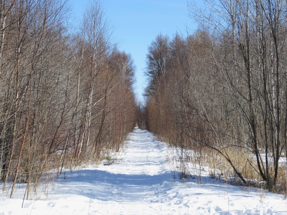 昼間は青空の下、雪に覆われた地面に茶色い木々が