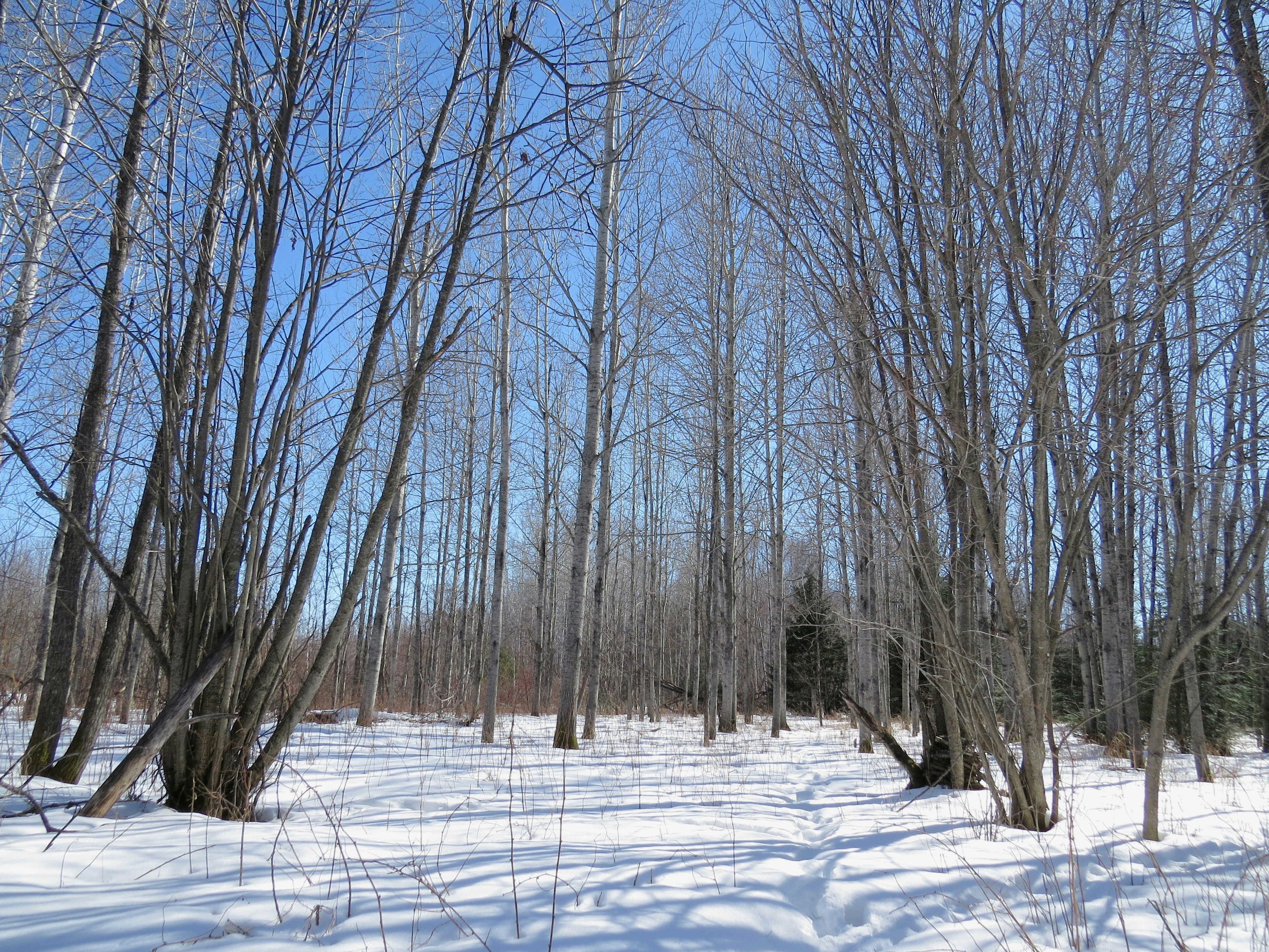 Photo by jaimedantas