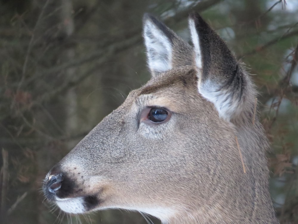 brown deer in tilt shift lens