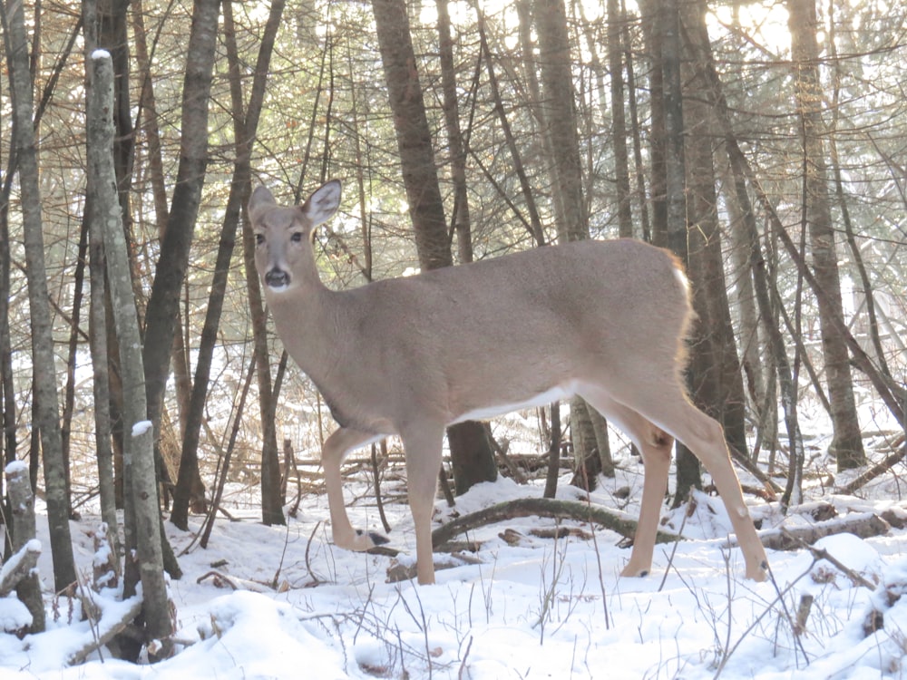 brown deer on snow covered ground during daytime