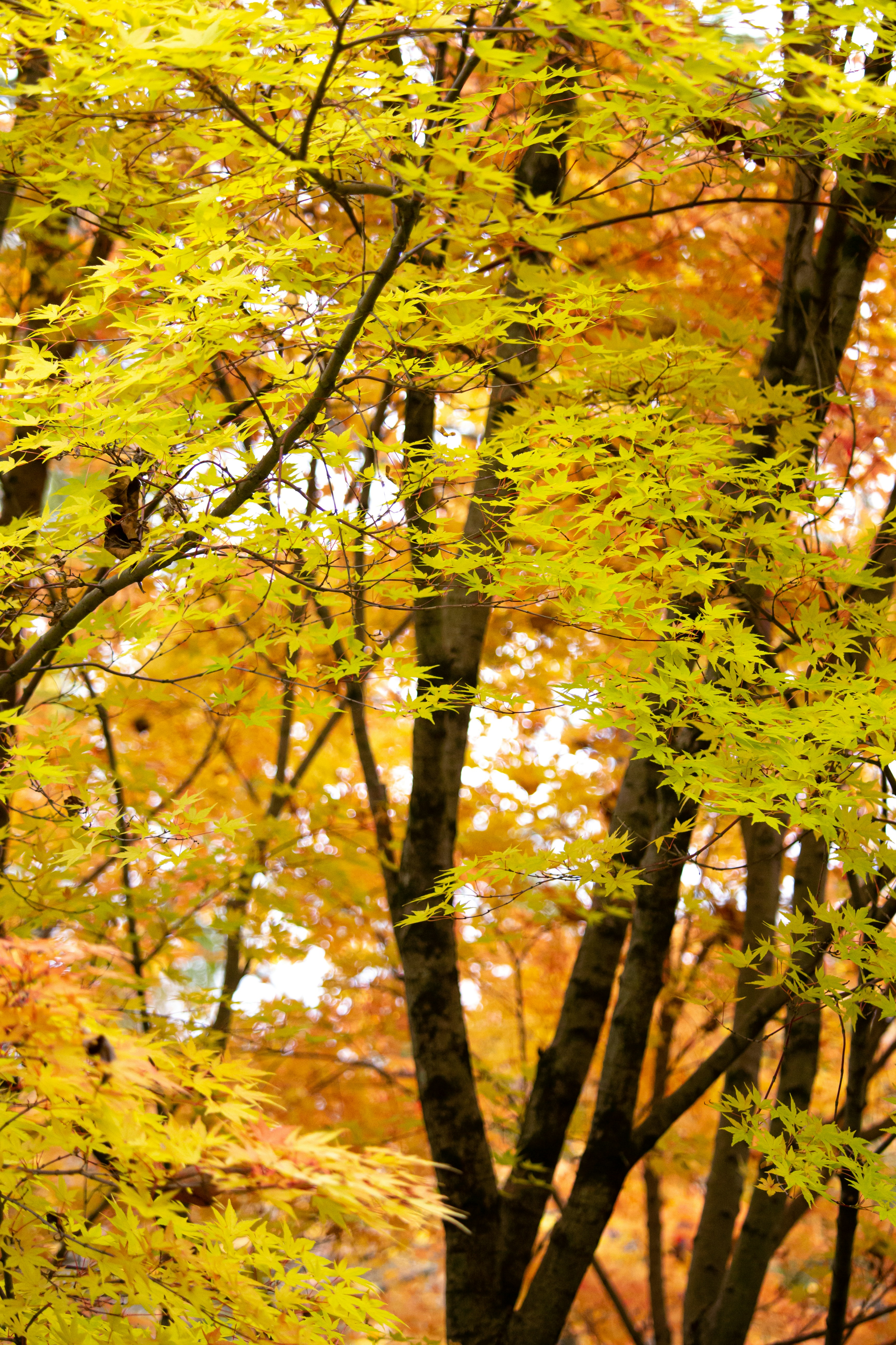 yellow and green leaf tree