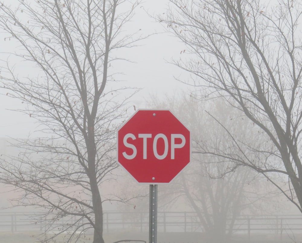 red stop sign near bare trees during daytime