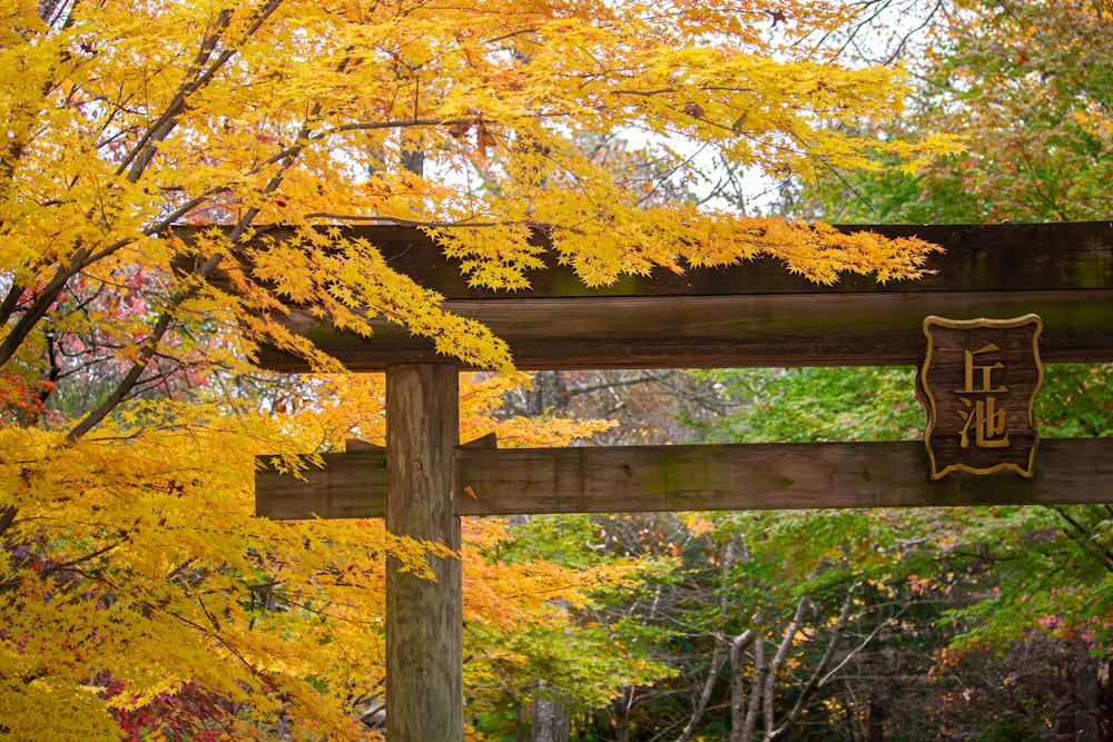 brown tree with yellow leaves during daytime