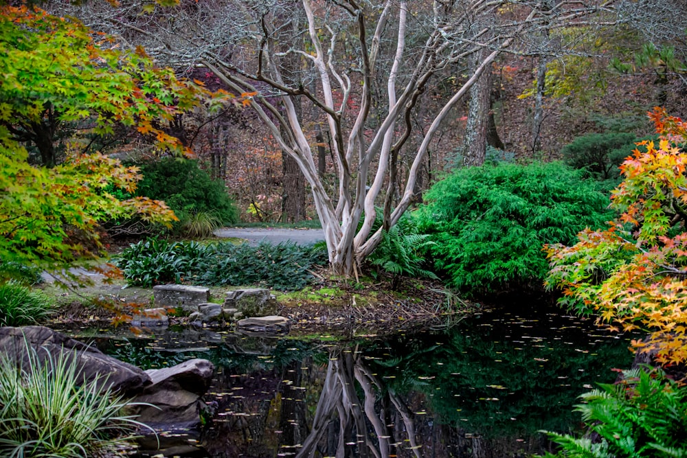 brown trees near river during daytime