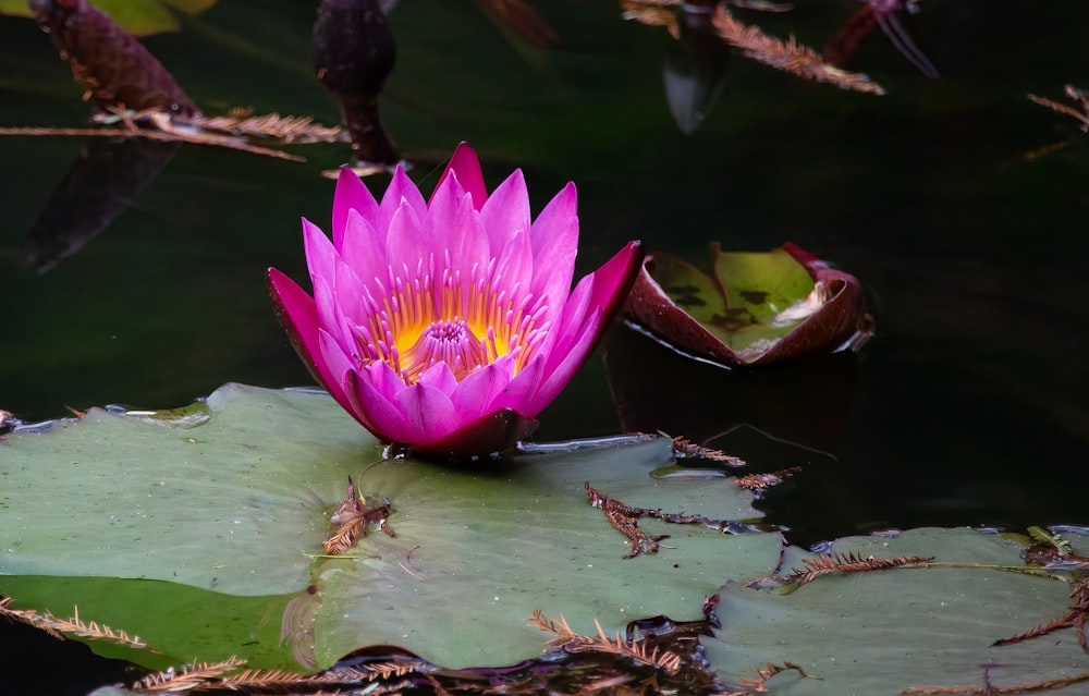 purple lotus flower on water