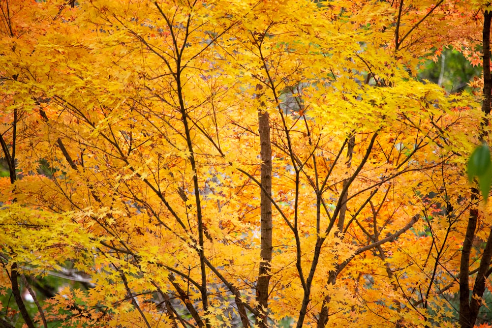 yellow leaf trees during daytime