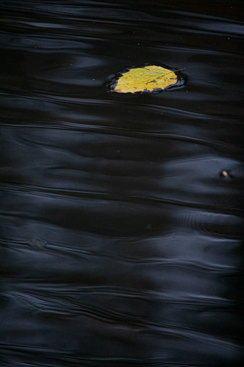yellow leaf on water during daytime