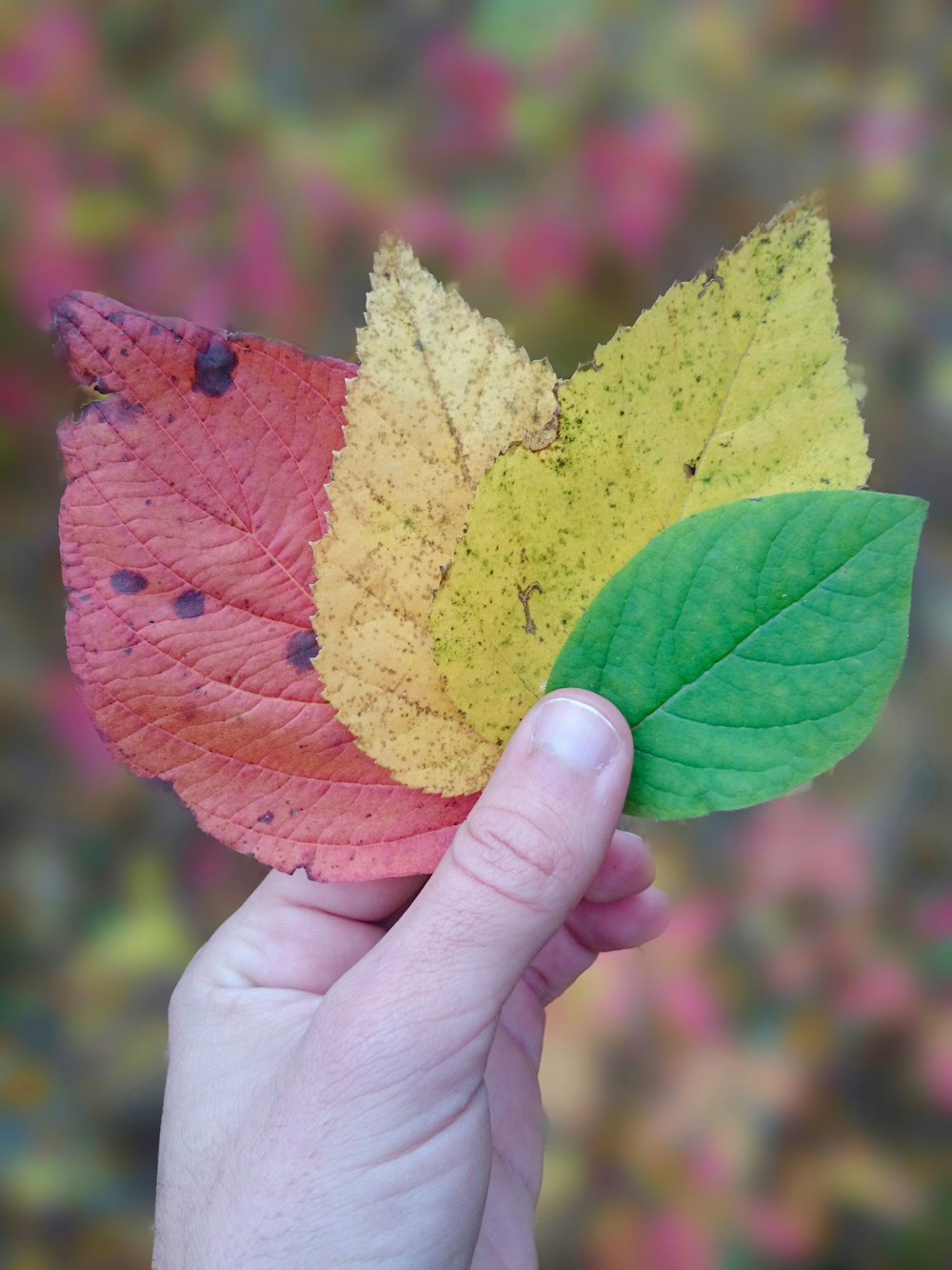 person holding red and yellow leaf