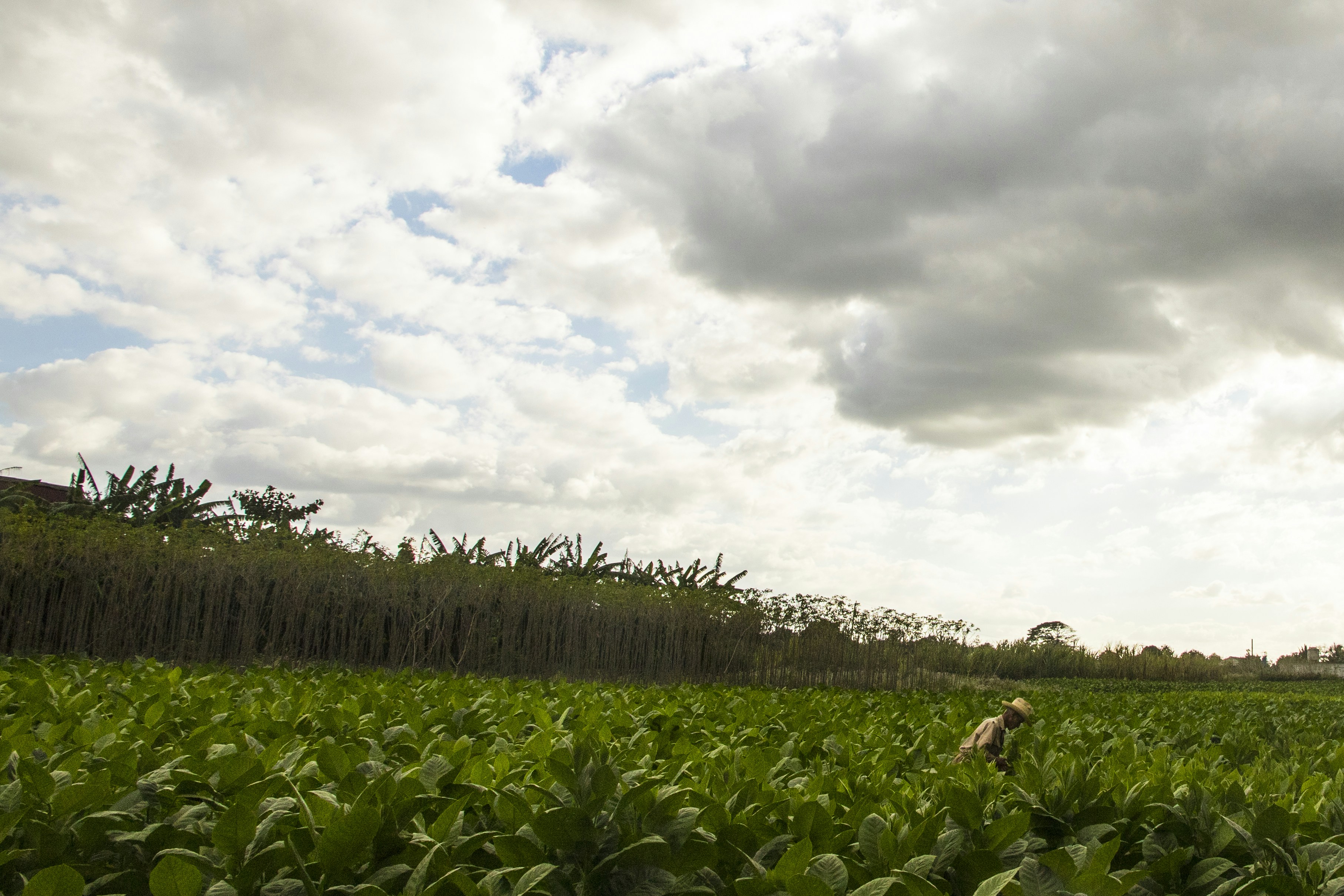 Champs de tabac avec un paysan en arrière-plan