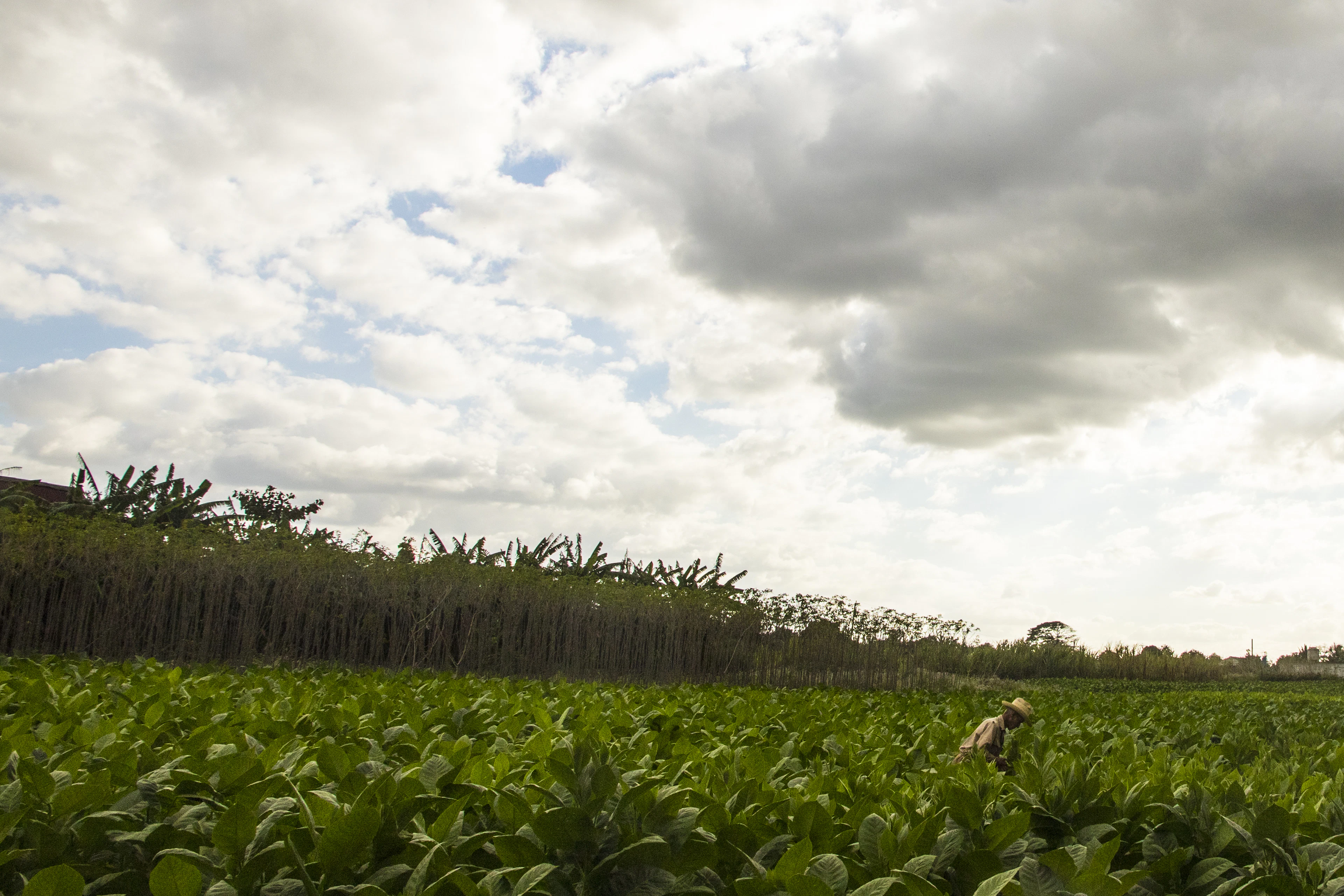 A farmer working a tobacco field near Viñales beneath a wide sky