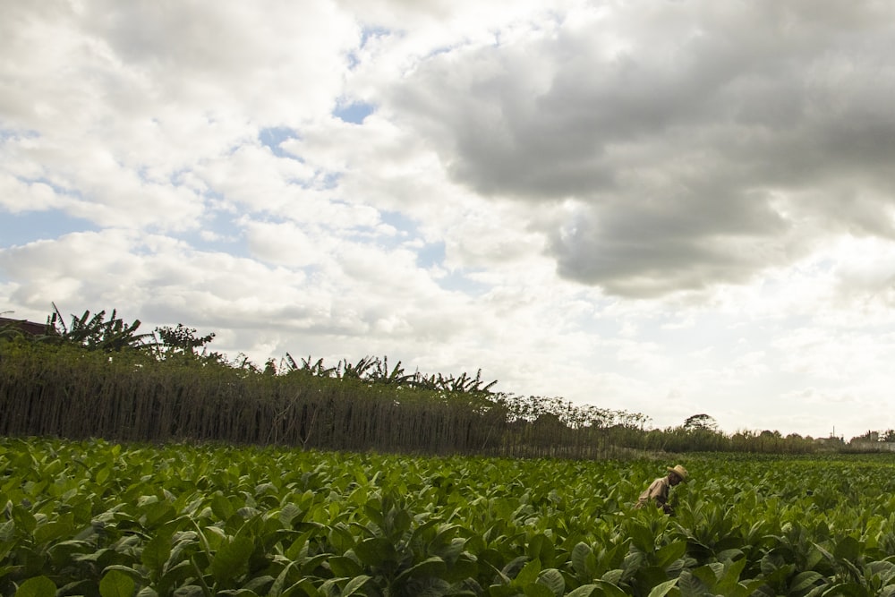 green plants under white clouds during daytime