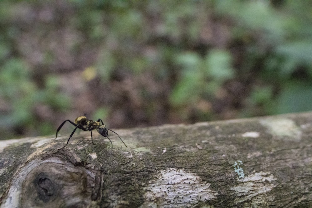 black and yellow bee on brown tree trunk