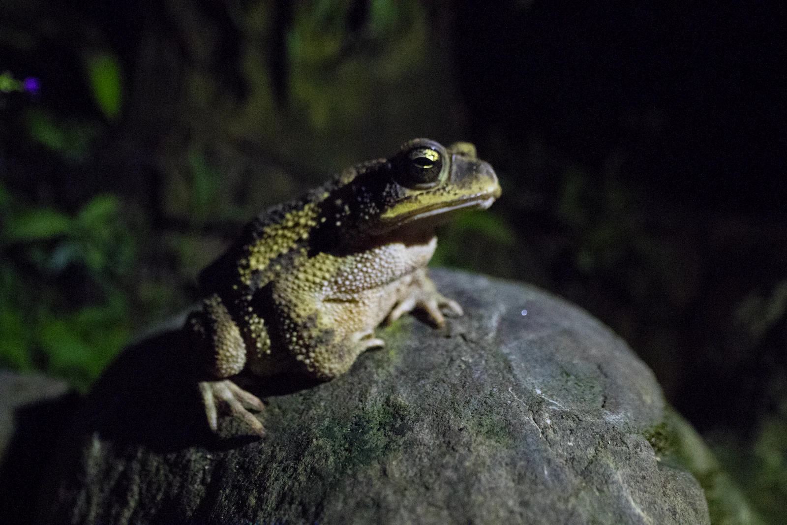 Tour Nocturno La Vieja Adventures 2
