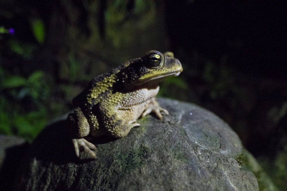 brown frog on gray rock