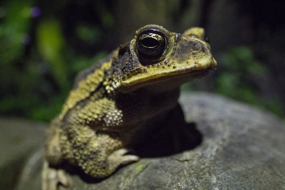 brown and black frog on gray rock