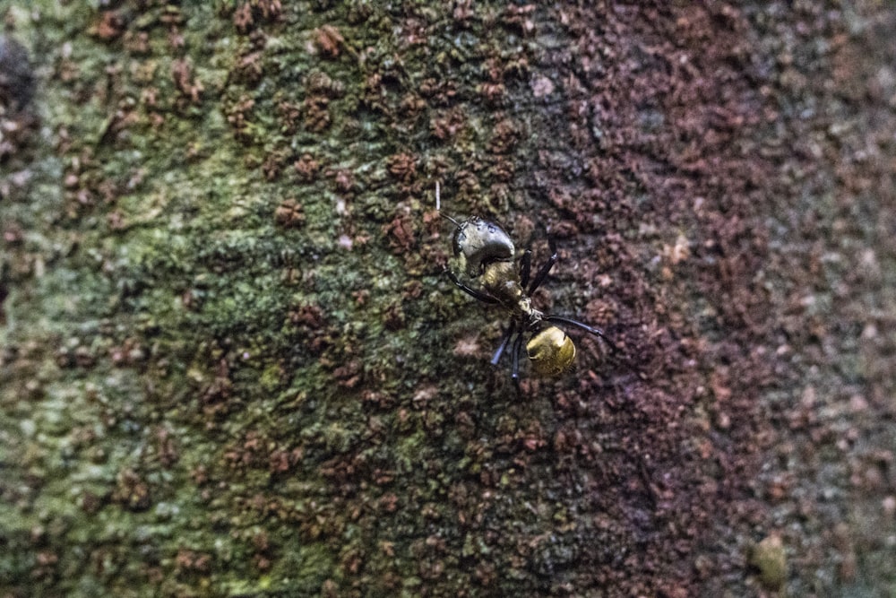 black ant on green moss