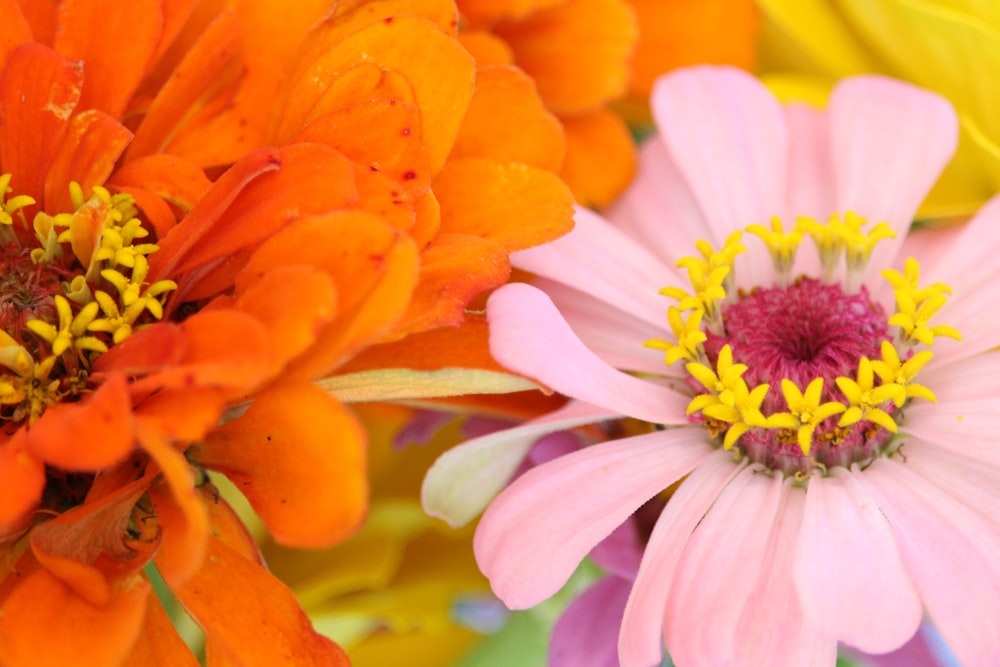 接写のオレンジと白の花