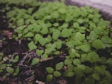 A cluster of bright seed bombs nestled among green leaves ready to be planted.