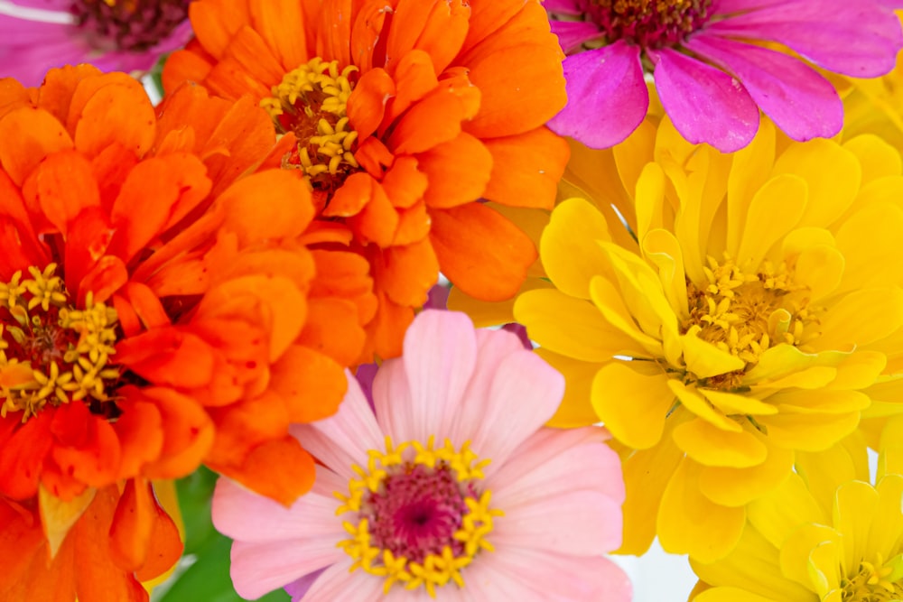 pink and yellow flowers in bloom