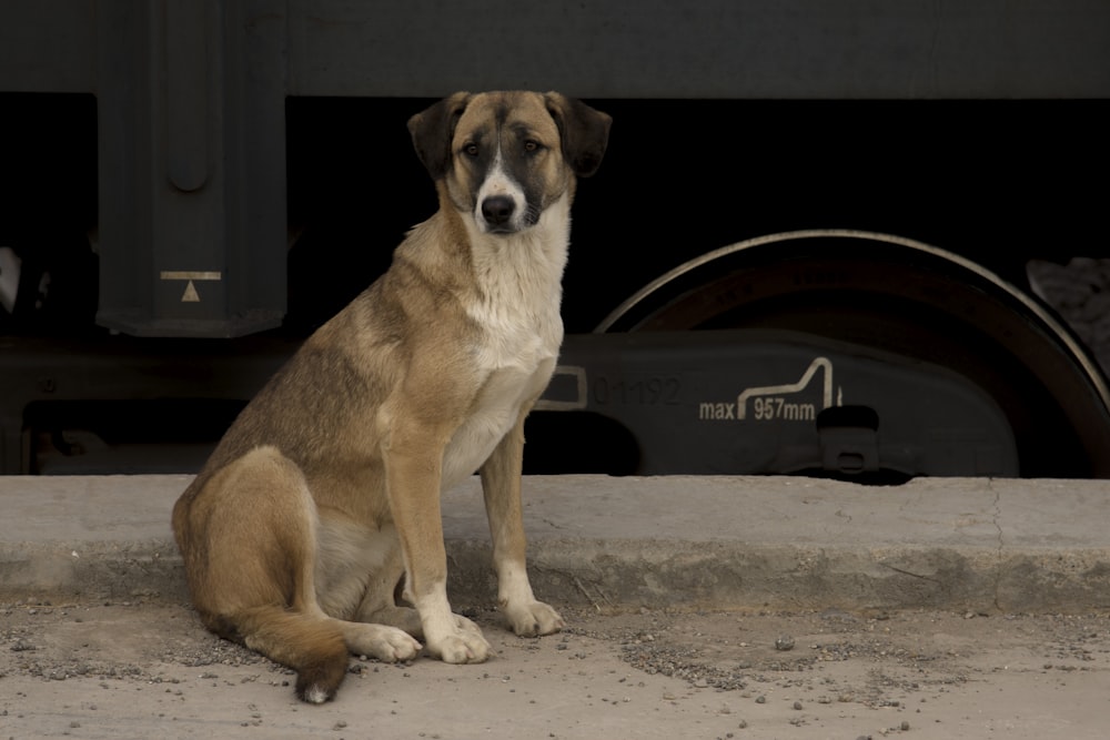 brown and white short coated dog sitting on white sand