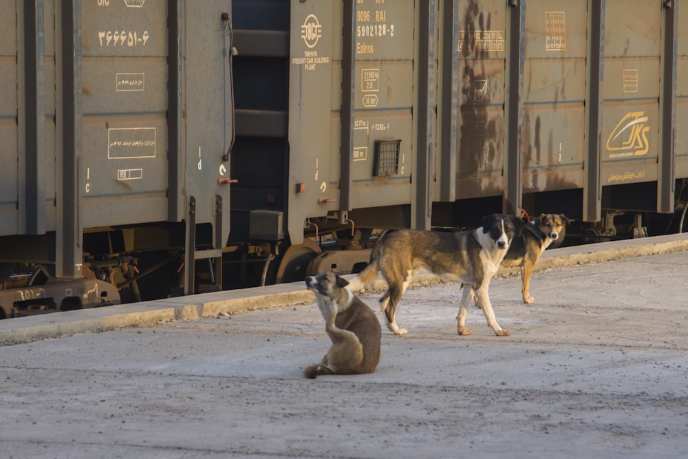 brown and white dogs on snow covered ground