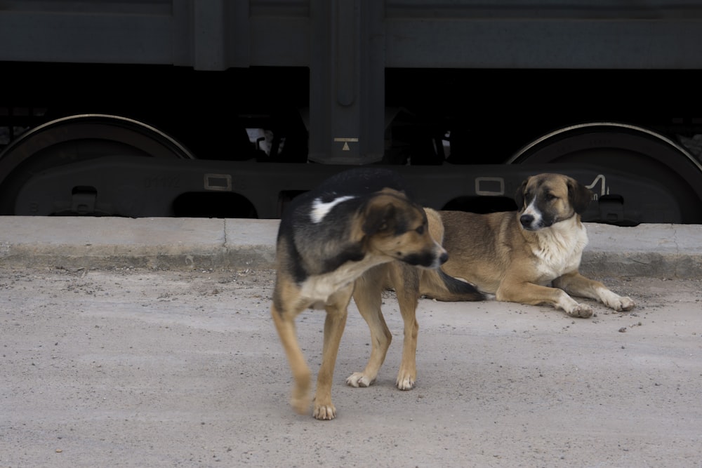 black and tan short coat medium sized dog